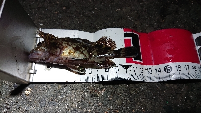 １月１２日(土)四日市港