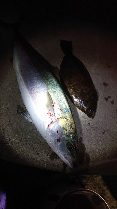 ショアジギングにて寒ブリ！