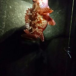 本命釣れず…②