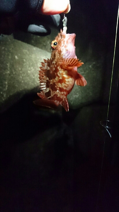 本命釣れず…②