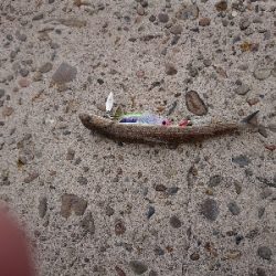 あけおめ、初釣果!