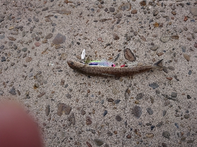 あけおめ、初釣果！