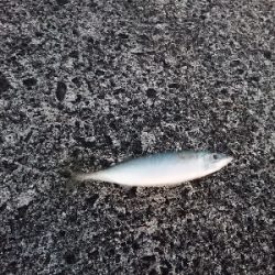 気嵐のサバチャン