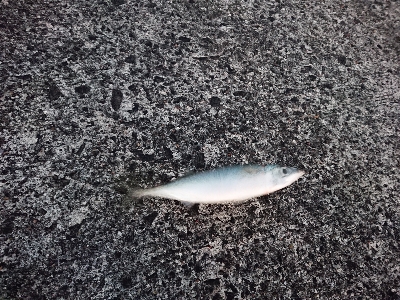 気嵐のサバチャン