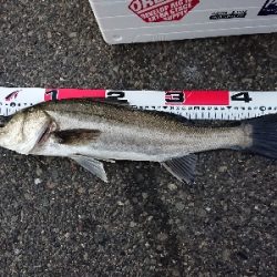 ホームでシラサズボ