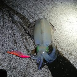 鹿児島釣行最終日！