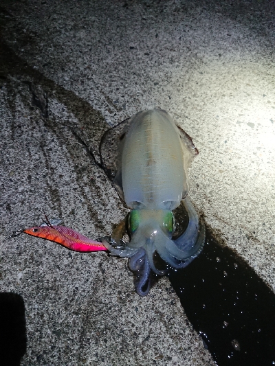 鹿児島釣行最終日！