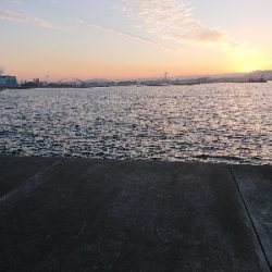 タコ 3つに太刀魚