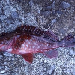 アジング佐田岬遠征②