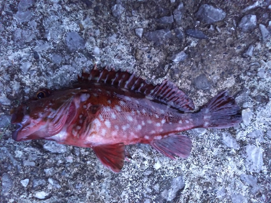 アジング佐田岬遠征②