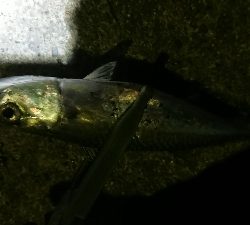 アジング修行 初釣