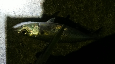 アジング修行 初釣