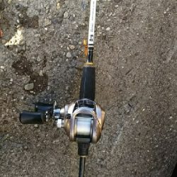 久しぶりにクジメ