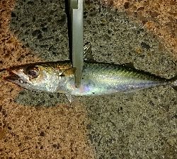 メバリング修行