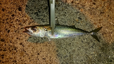 メバリング修行