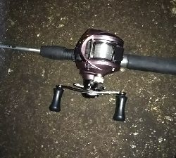 ガシラが少ない…