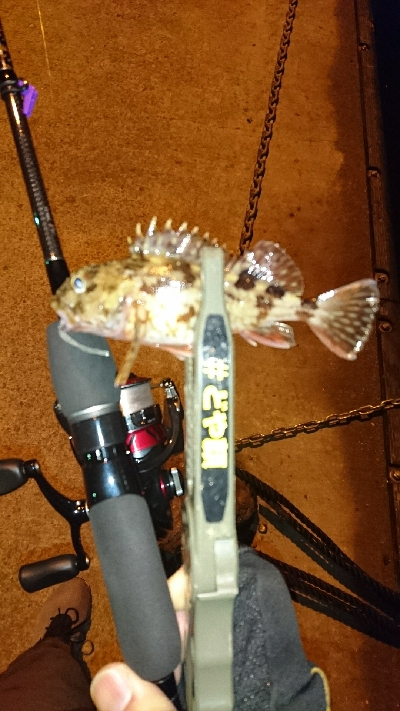 アジングに・・・