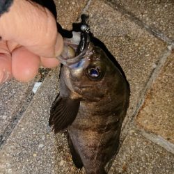 メバリング修行