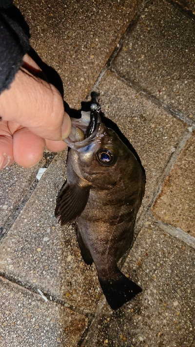 メバリング修行