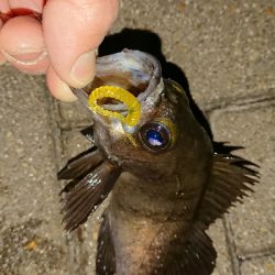 メバリング修行