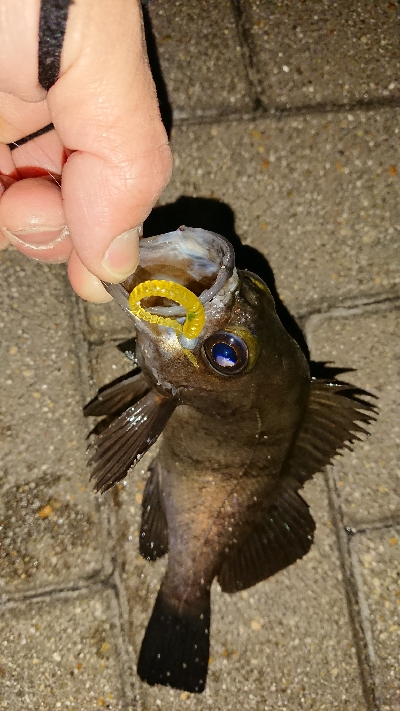 メバリング修行