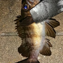 メバリング修行