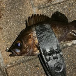 メバリング修行