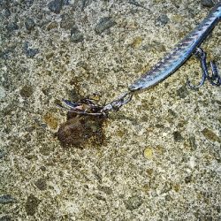 今年の釣り初めはソゲ