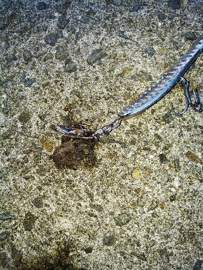 今年の釣り初めはソゲ