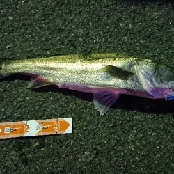 新城川河口にて