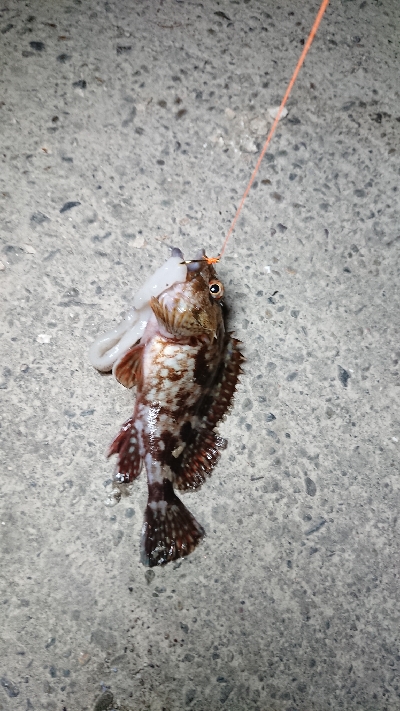 浦戸大橋下にて