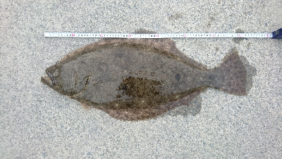 いい加減タモ買おうか…