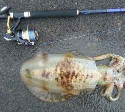 ヒラメ釣りの筈が…