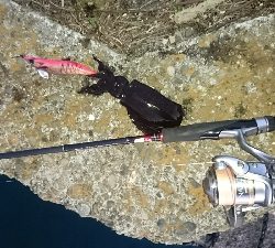 まだ、こんなのがいるのか…