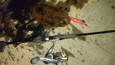 モンゴリア～ン