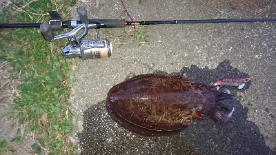 モンゴ、モンゴ～