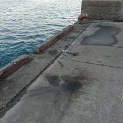 安定してるなぁ