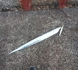 釣り部 釣行記 27