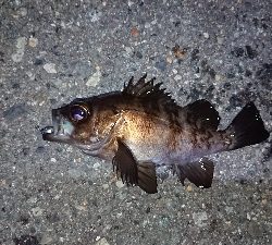 メバリングでチーバス