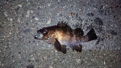 メバリングでチーバス