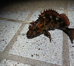 いつもの場所でメバリング