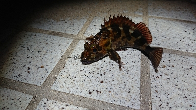 いつもの場所でメバリング