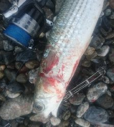 仁淀川河口サーフショアジギング