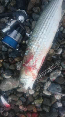 仁淀川河口サーフショアジギング