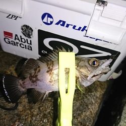 アジは、いません。