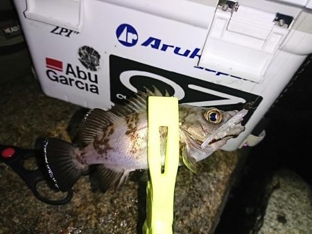 アジは、いません。