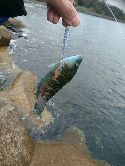 今朝の釣果
