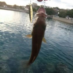 今日の釣果