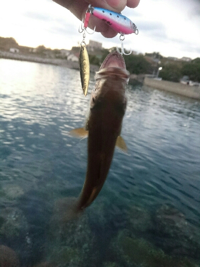 今日の釣果