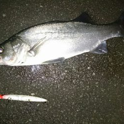 初釣り！ヒラスズキ祭り